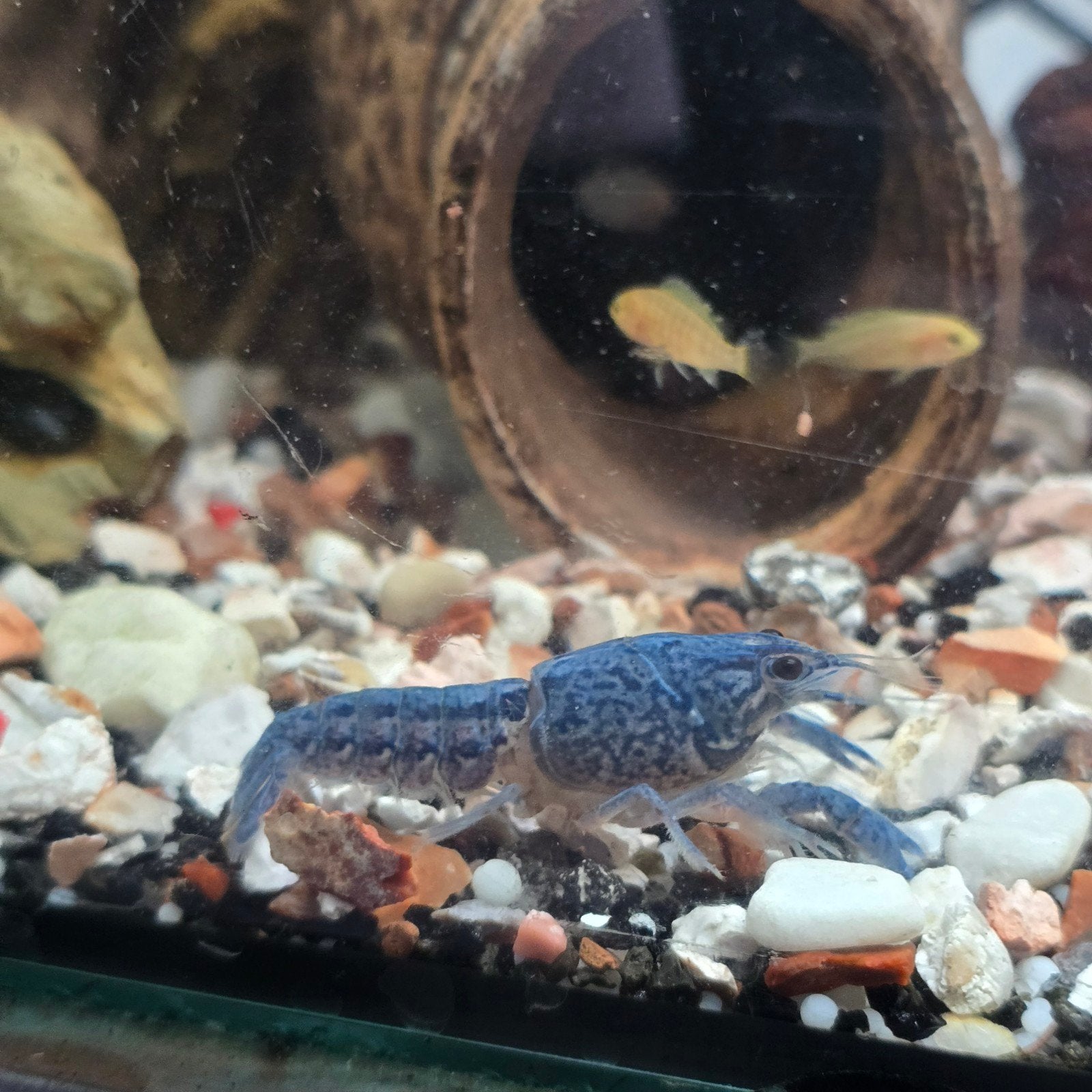 blauwe florida kreeft M, Dieren en Toebehoren, Vis