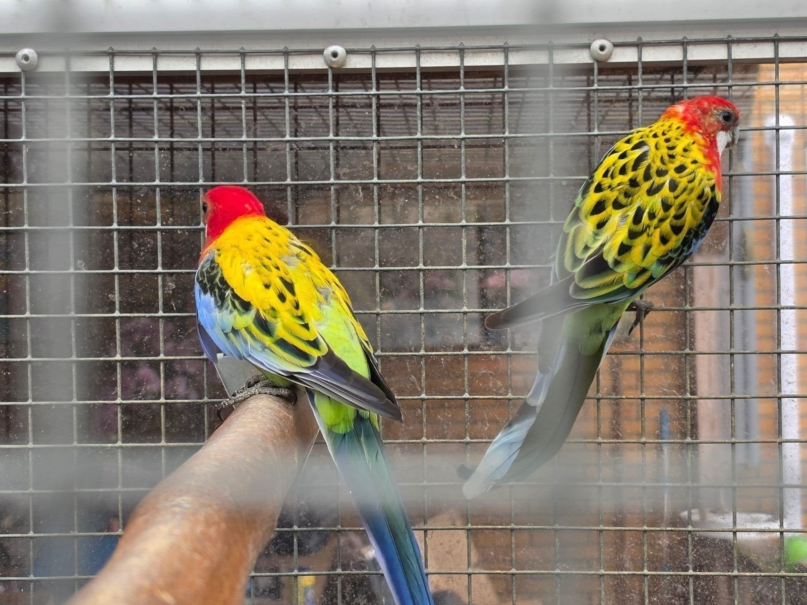 Tekoop goudmantel rosella, Dieren en Toebehoren, Vogels | Parkieten en Papegaaien, Meerdere dieren, Parkiet