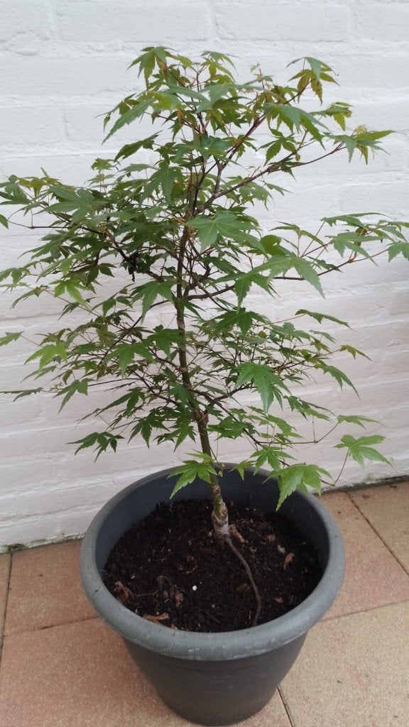 Acer palmatum ., Bloeit niet, Halfschaduw, Overige soorten, Minder dan 100 cm