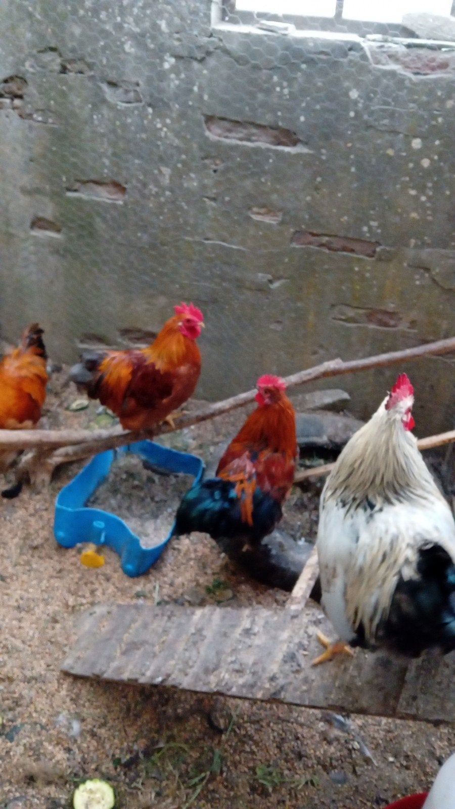 Prachtige wyandotte(kriel) hanen!, Dieren en Toebehoren, Pluimvee, Mannelijk, Kip