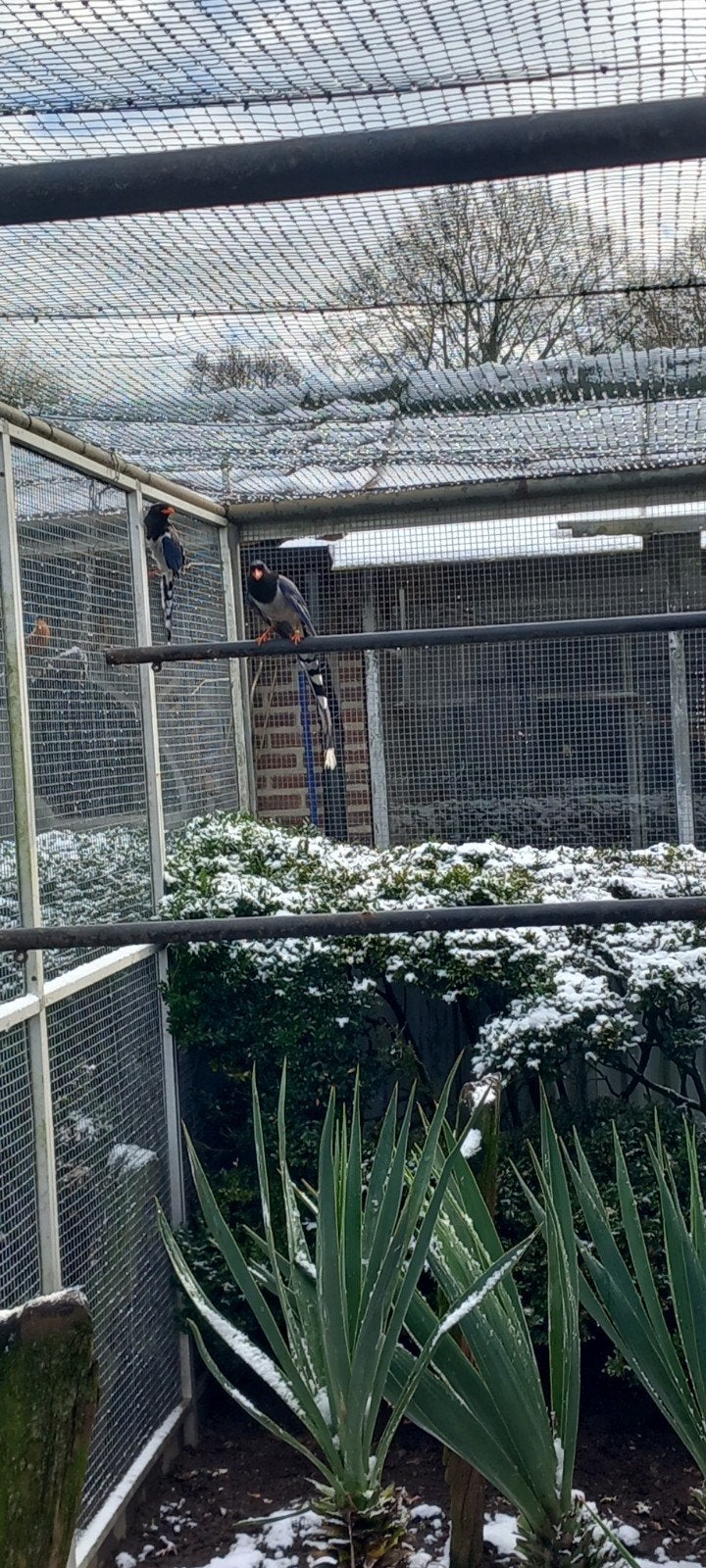 Roodsnavel kitta, Mannelijk