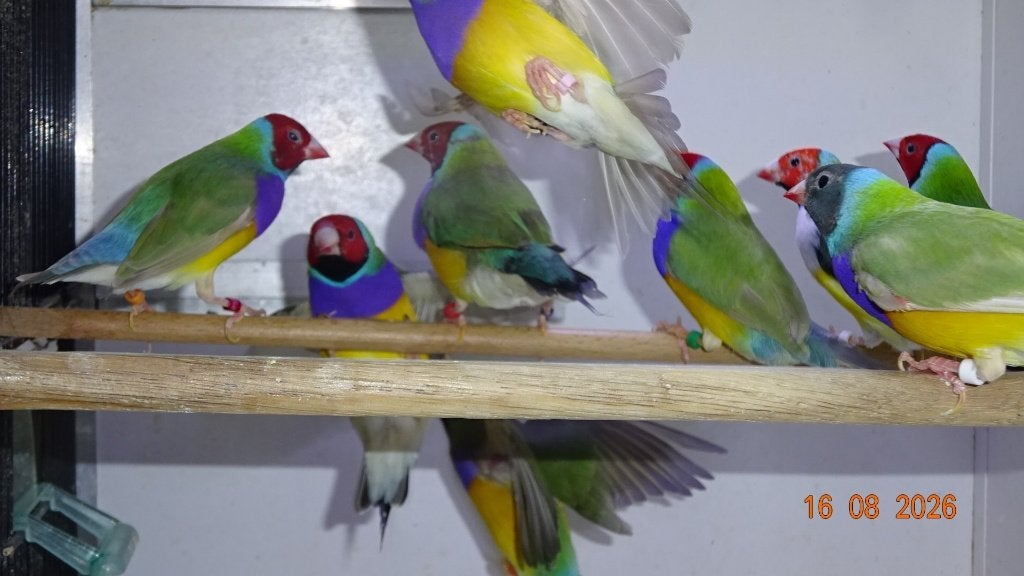 10 koppels GOULD-AMADINES te koop., Dieren en Toebehoren, Meerdere dieren, Tropenvogel, Geringd