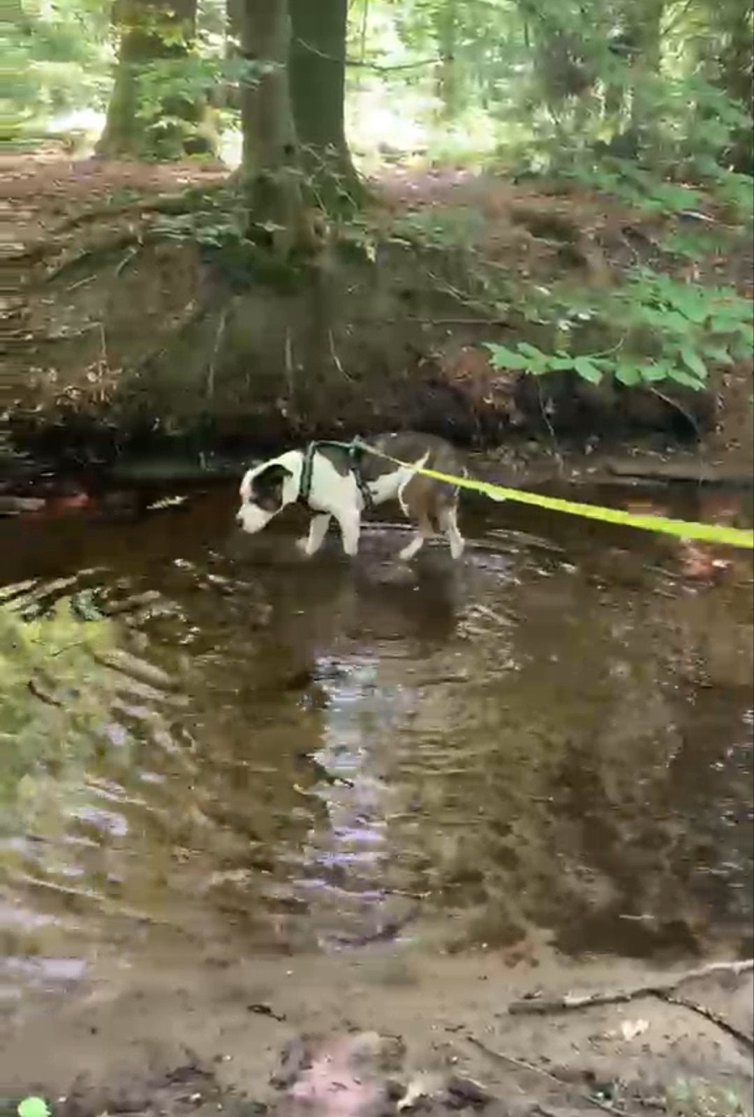 Hondenuitlaat 1op1 met eventueel gedragsctraining amersfoort, Diensten en Vakmensen, Dieren | Honden | Verzorging, Oppas en Les