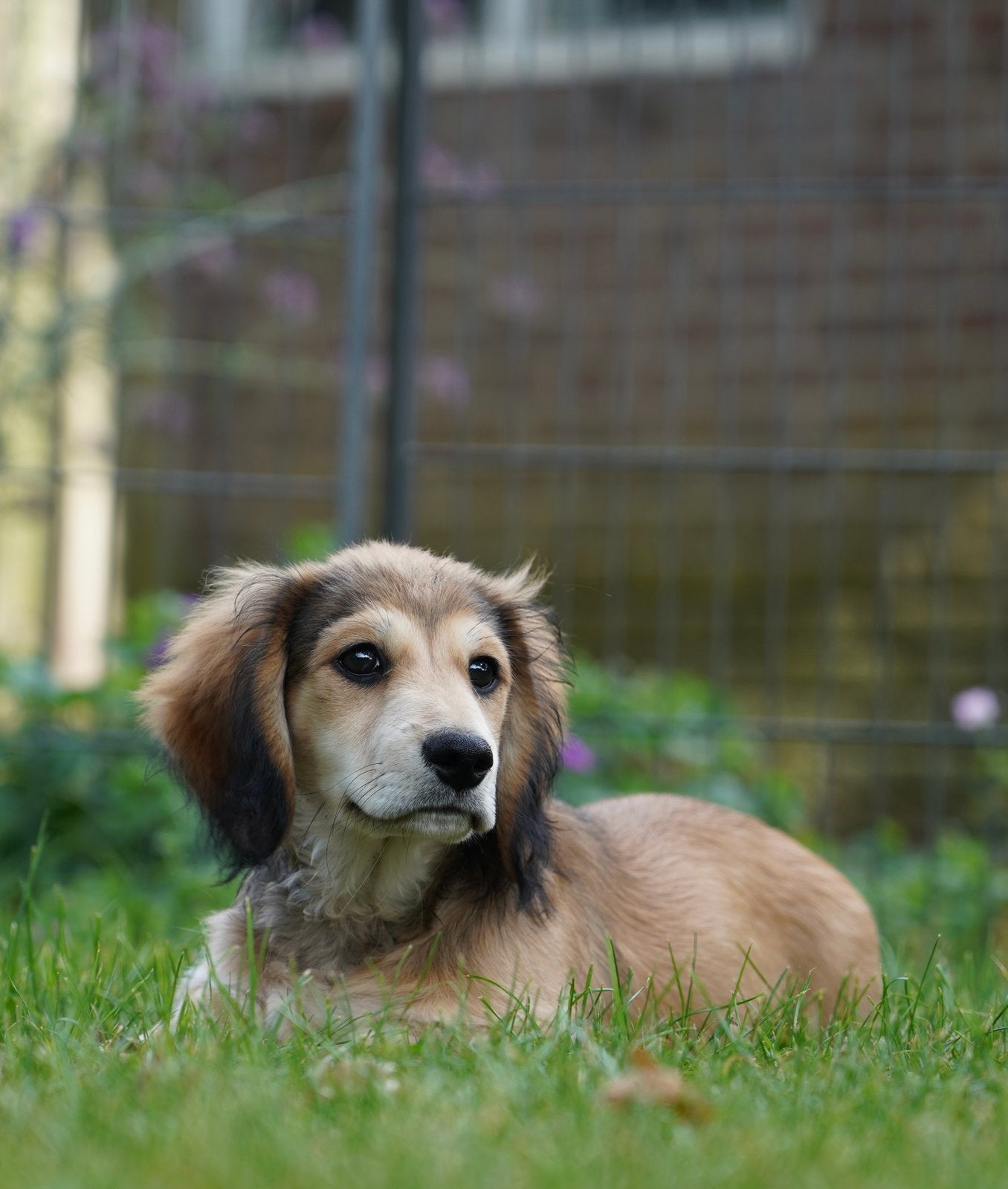 Mooie langharige dwerg Teckel pups, Dieren en Toebehoren, Nederland, CDV (hondenziekte), 8 tot 15 weken, Dwerg