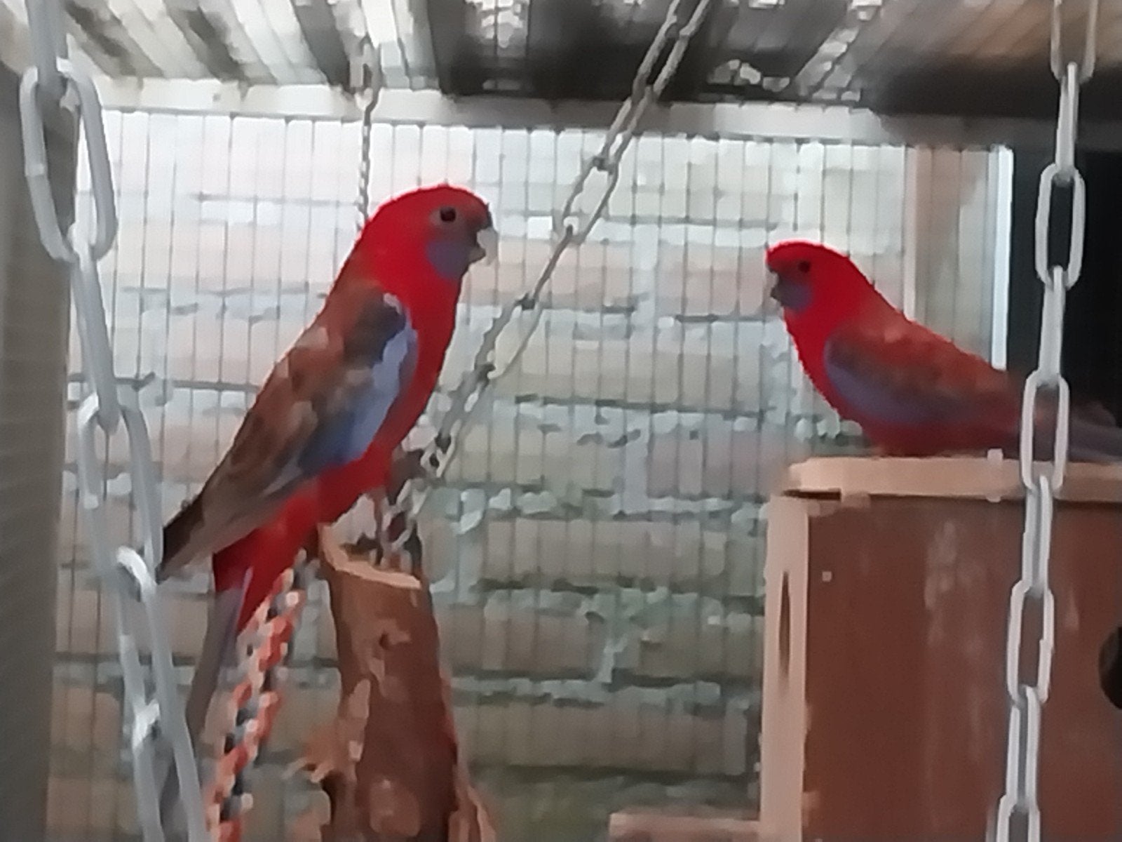 te koop rood pastel penant rosella's, Dieren en Toebehoren, Meerdere dieren, Parkiet, Geringd