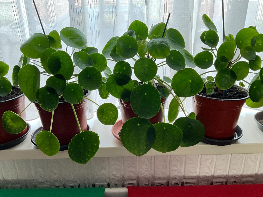  Pilea peperomioides (Pannenkoekplant), Huis en Inrichting, Kamerplanten, Ophalen, Overige soorten, Halfschaduw, In pot