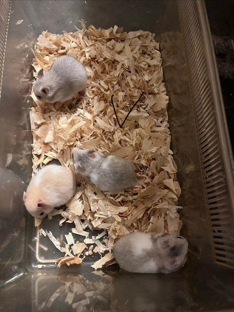 16/9 Super lieve, tamme goudhamsters, Dieren en Toebehoren, Hamster, Meerdere dieren, Tam, September
