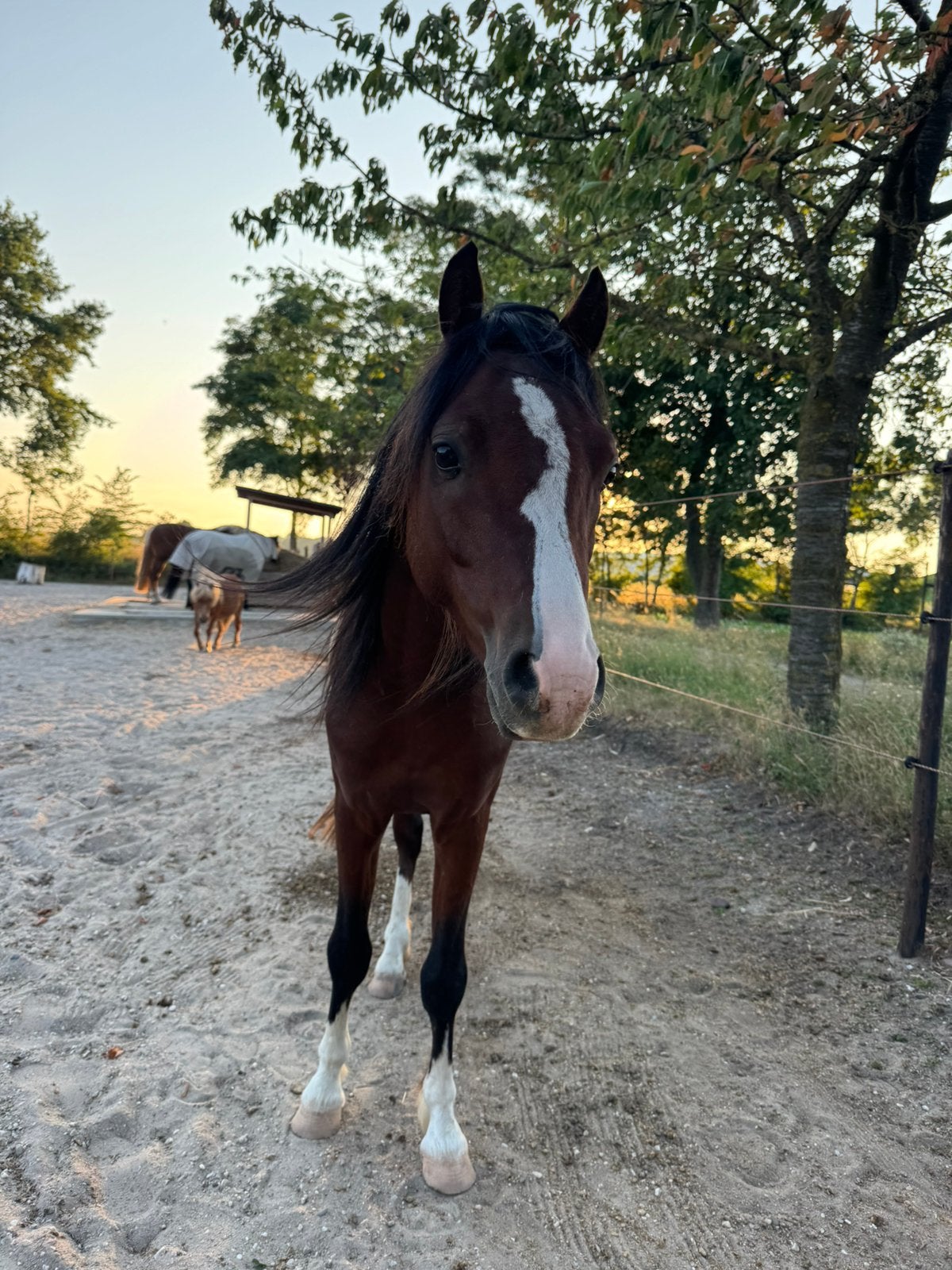 Lieve 3-jarige Welsh hengst zoekt liefdevol thuis, Dieren en Toebehoren, Minder dan 160 cm, Hengst, 3 tot 6 jaar, Recreatiepaard