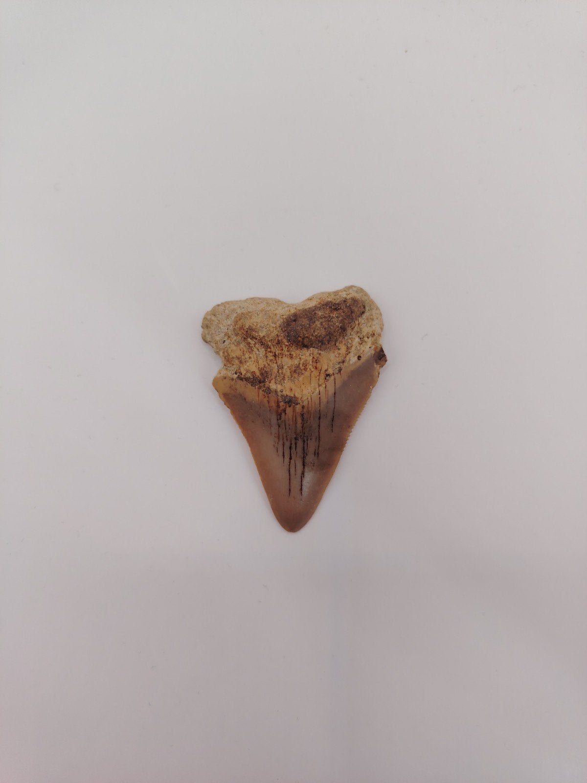 Megalodon tand - Fossiel van prehistorische haai, Verzamelen, Mineralen en Fossielen, Ophalen of Verzenden, Fossiel
