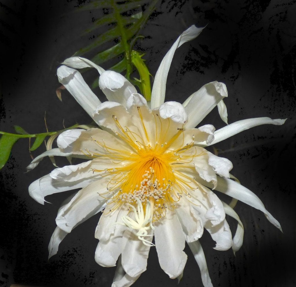 cactus - Selenicereus chrysocardium, Ophalen of Verzenden, Cactus, Volle zon, Minder dan 100 cm