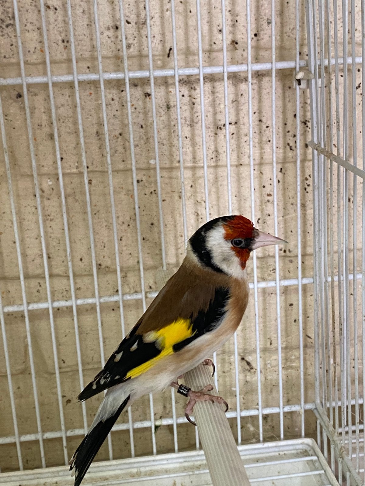 Mooie majoor putter man 2025, Dieren en Toebehoren, Vogels | Overige Vogels, Mannelijk, Wildzangvogel