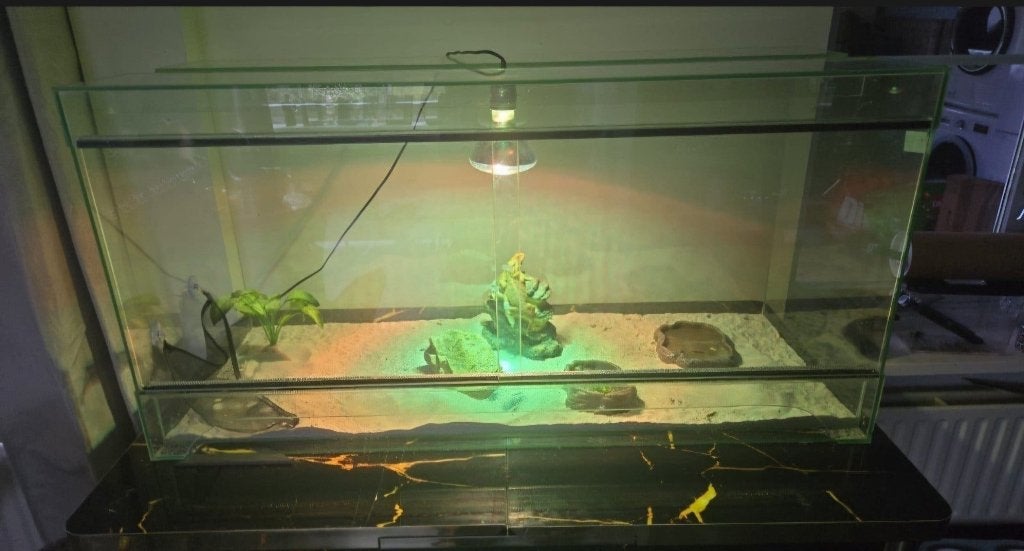 2 baardagaam dames te koop incl terrarium en toebehoren, Ophalen, Zo goed als nieuw