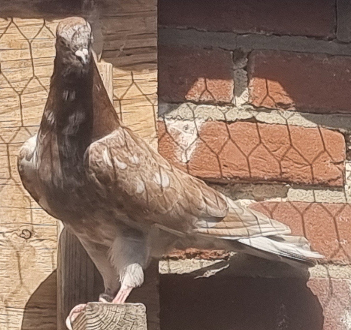Perzische iraanse hoogvlieger, Dieren en Toebehoren, Vogels | Duiven, Vrouwelijk