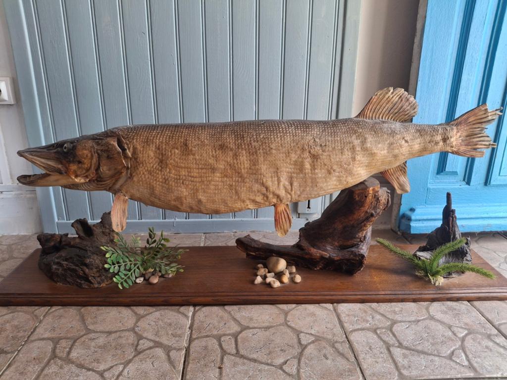 Prachtige opgezette snoek 104 cm lang taxidermie, Ophalen, Vogel, Opgezet dier
