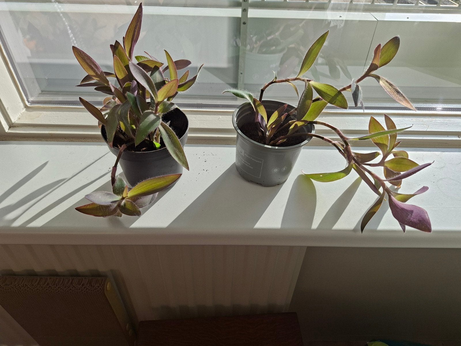 Tradescantia Pallida - 3 paarse plantjes, Ophalen, Overige soorten, Halfschaduw, Minder dan 100 cm