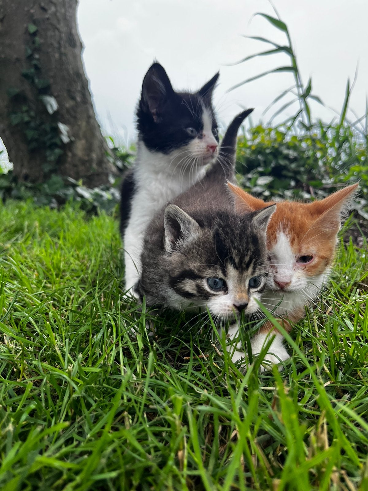 Boederij kittens, Dieren en Toebehoren, Meerdere dieren