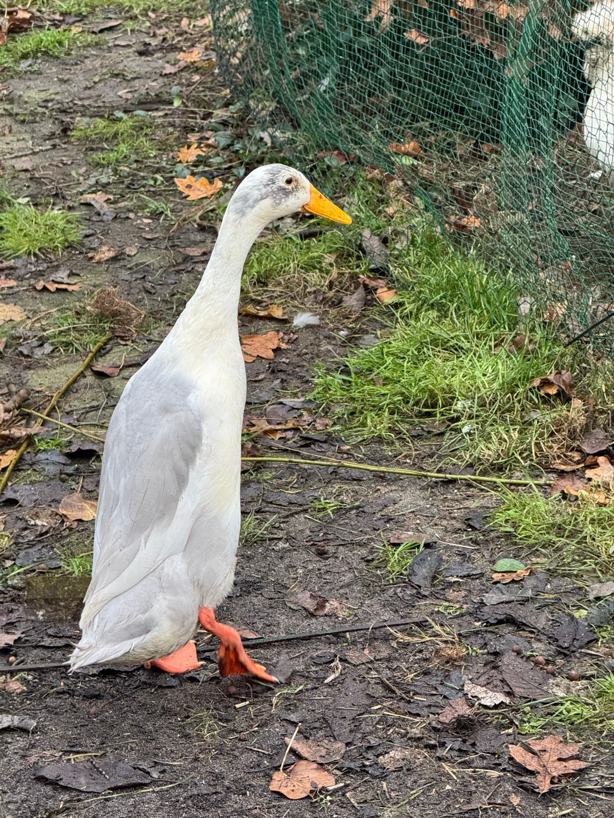 Loopeend mannetjes en vrouwtjes, Dieren en Toebehoren, Mannelijk, Eend