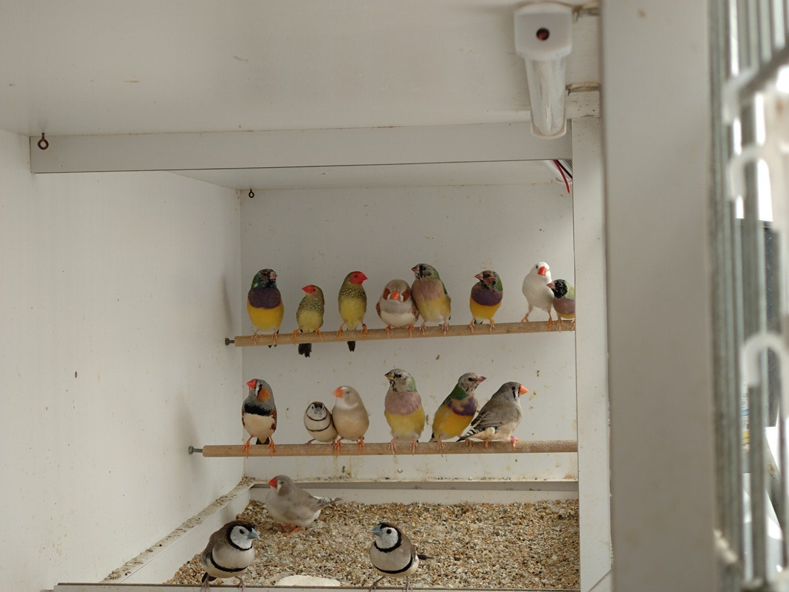 Diverse vogels Gould, meeuwen, pop wever, etc.