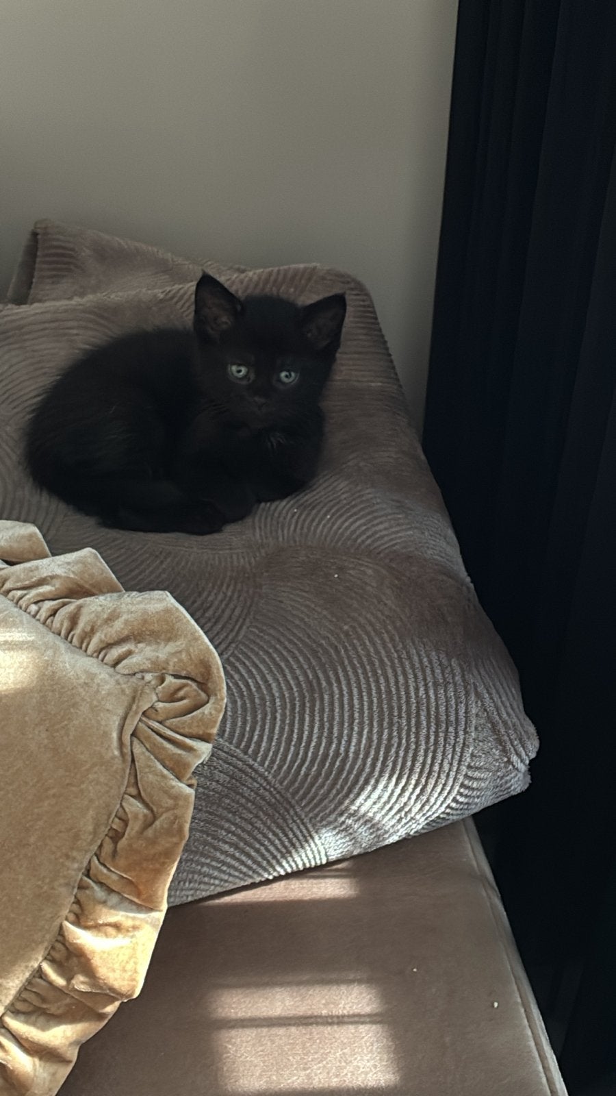 Zwarte kitten, Poes, Kortharig, 0 tot 2 jaar