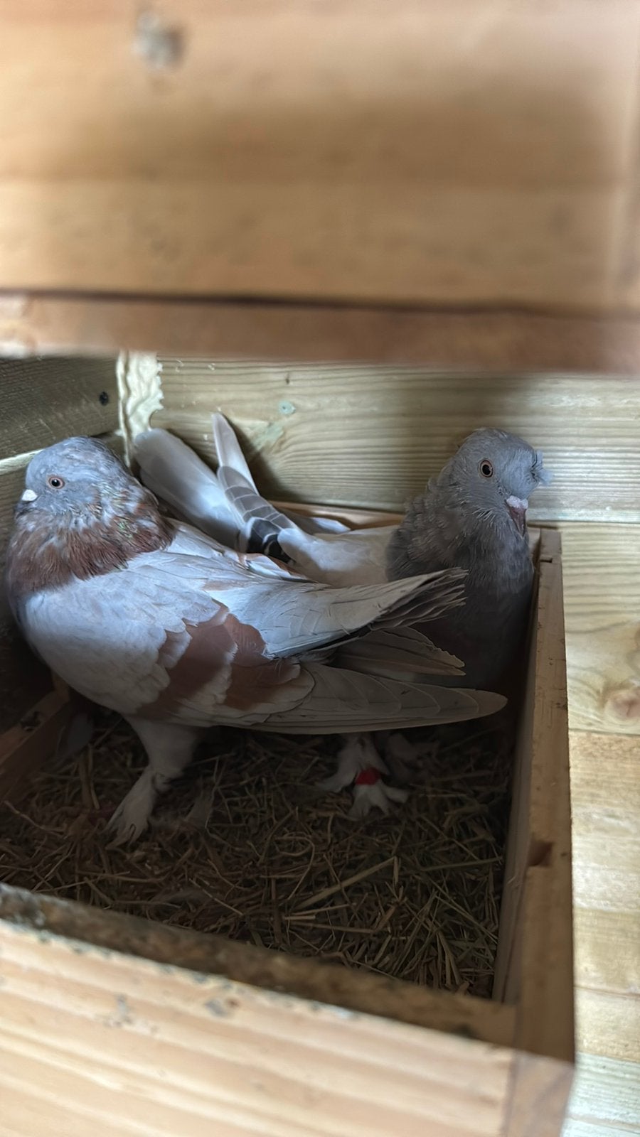 Takla duiven, Dieren en Toebehoren, Meerdere dieren, Postduif