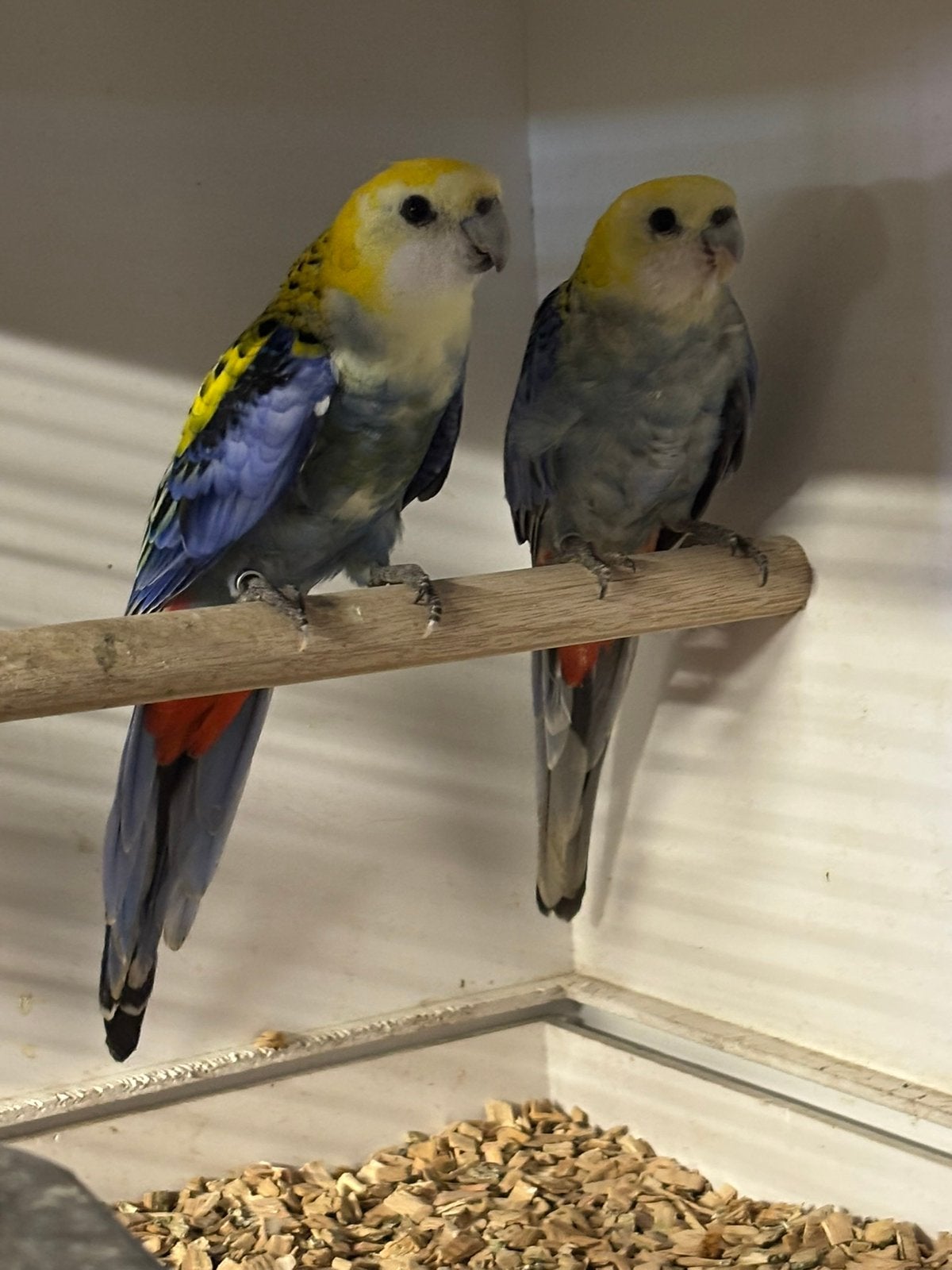Kweekkoppel bleekkop rosella’s (split bont), Meerdere dieren, Parkiet