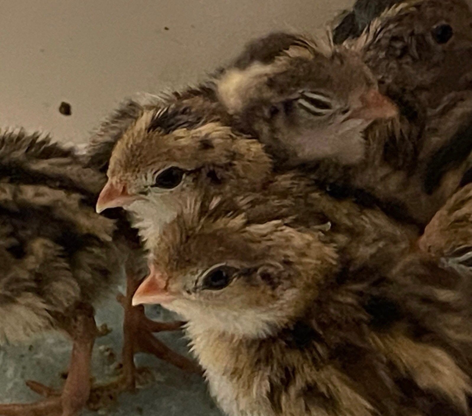Californische Kuifkwartel kuikens, Dieren en Toebehoren, Geslacht onbekend, Overige soorten