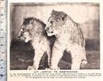 Artis 1919; veel bekijks voor de jonge leeuwtjes, Verzenden, Voor 1940, Gebruikt, Dier