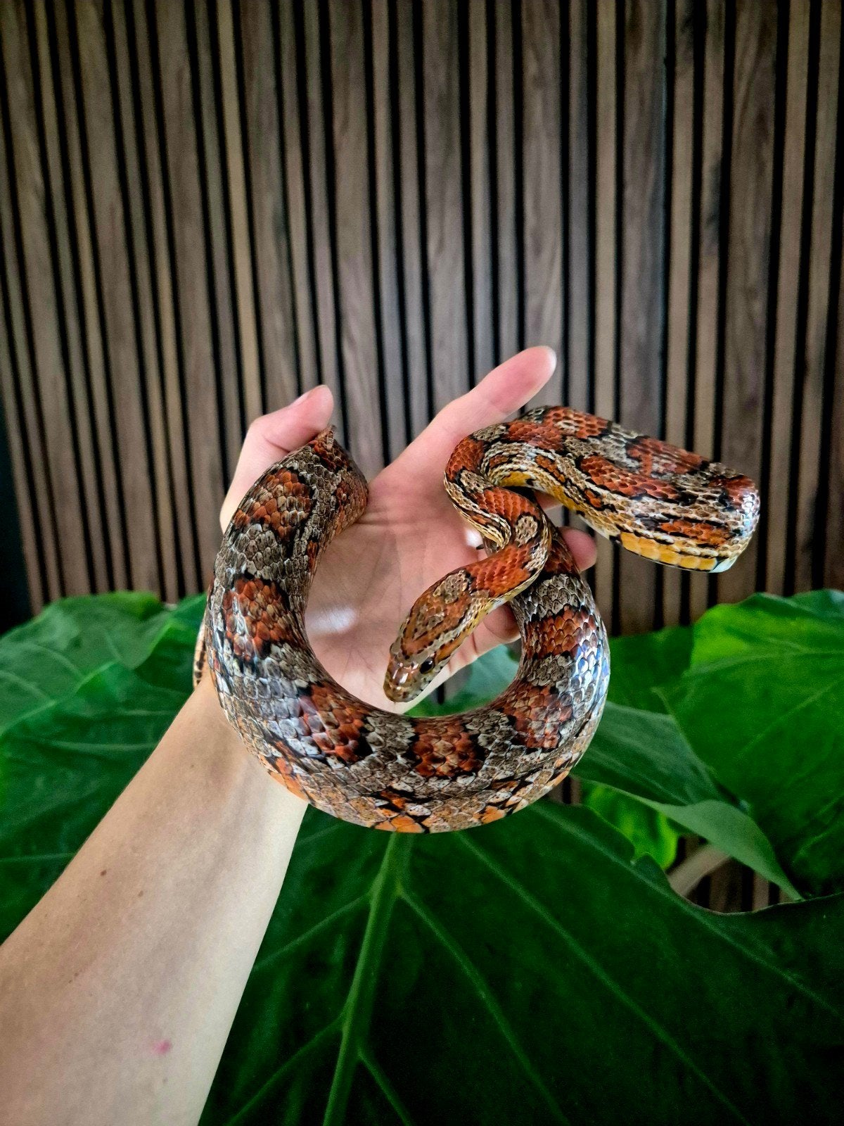 Rattenslangen uit opvang zoeken een nieuw thuis Rat Snake photo 5