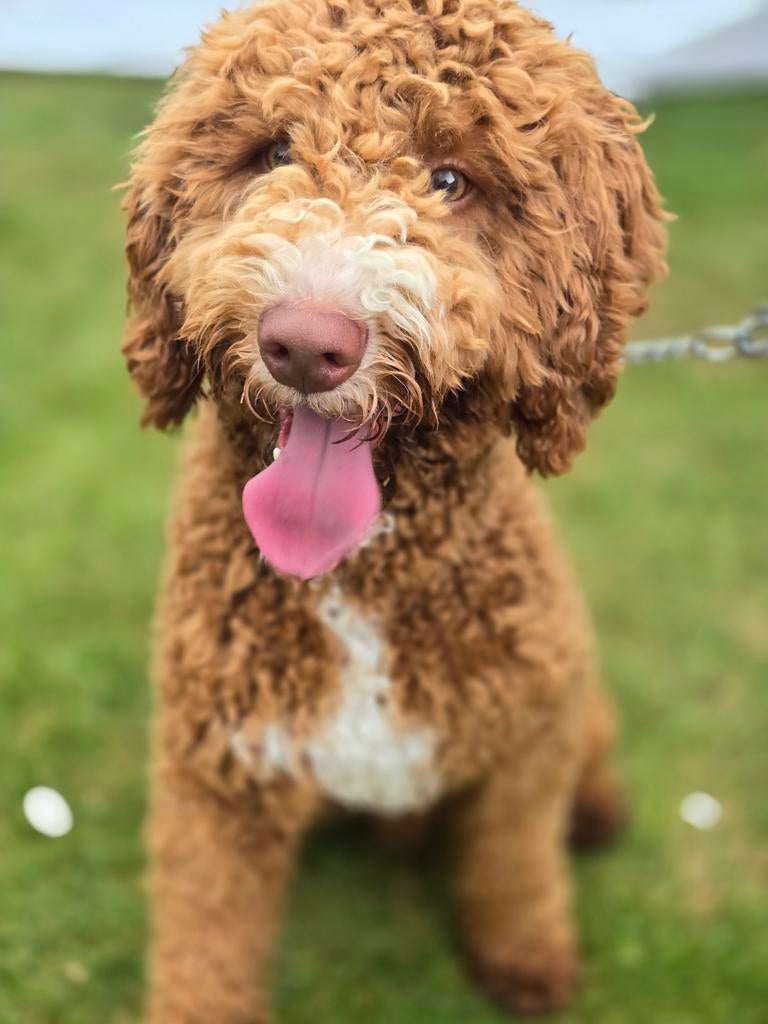 Goldendoodle medium dekreu, Parvo, Reu, Eén hond, 3 tot 5 jaar