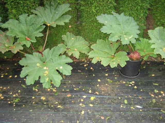 Gunnera's, Tuin en Terras, Vaste plant, Bloeit niet, Halfschaduw, Ophalen