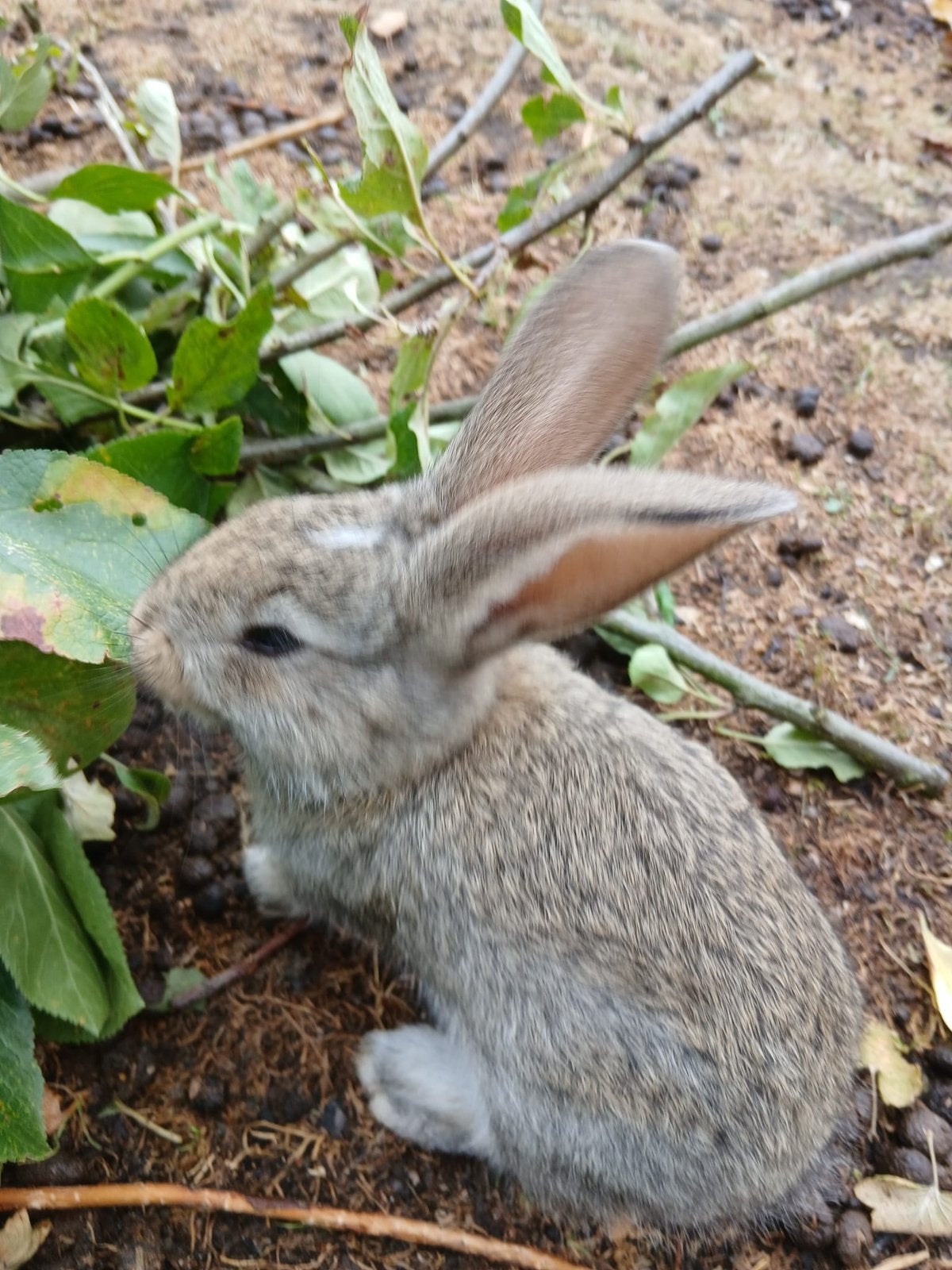 Jonge Vlaamse reus konijnen, Dieren en Toebehoren, Meerdere dieren, Groot, 0 tot 2 jaar