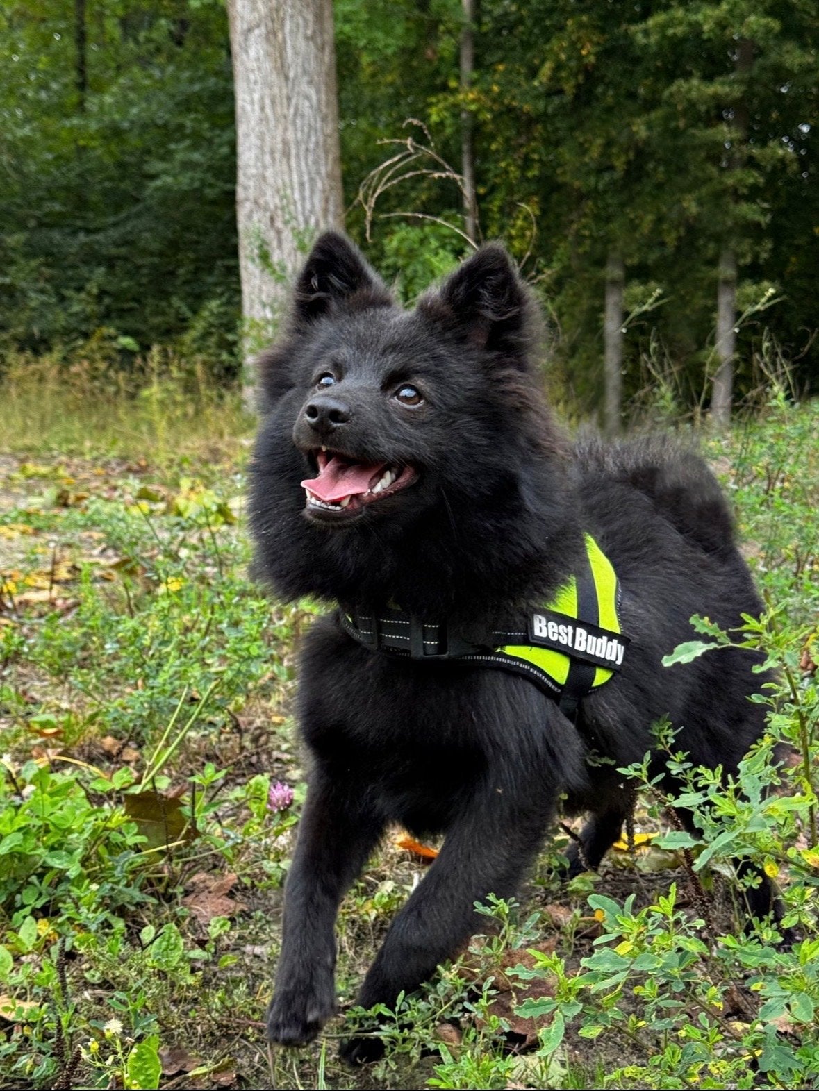 Pomsky, Parvo, Reu, 1 tot 2 jaar, Eén hond