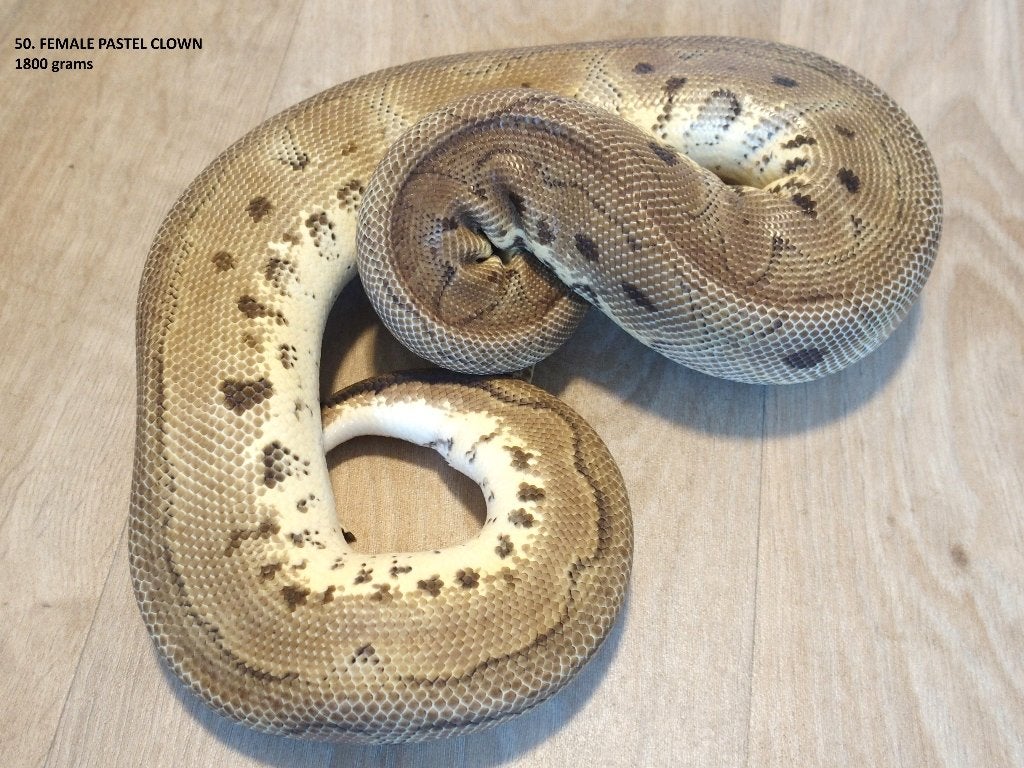 Koningspythons halfwas en volwassen kweekdieren deel 3 Ball Python photo 3