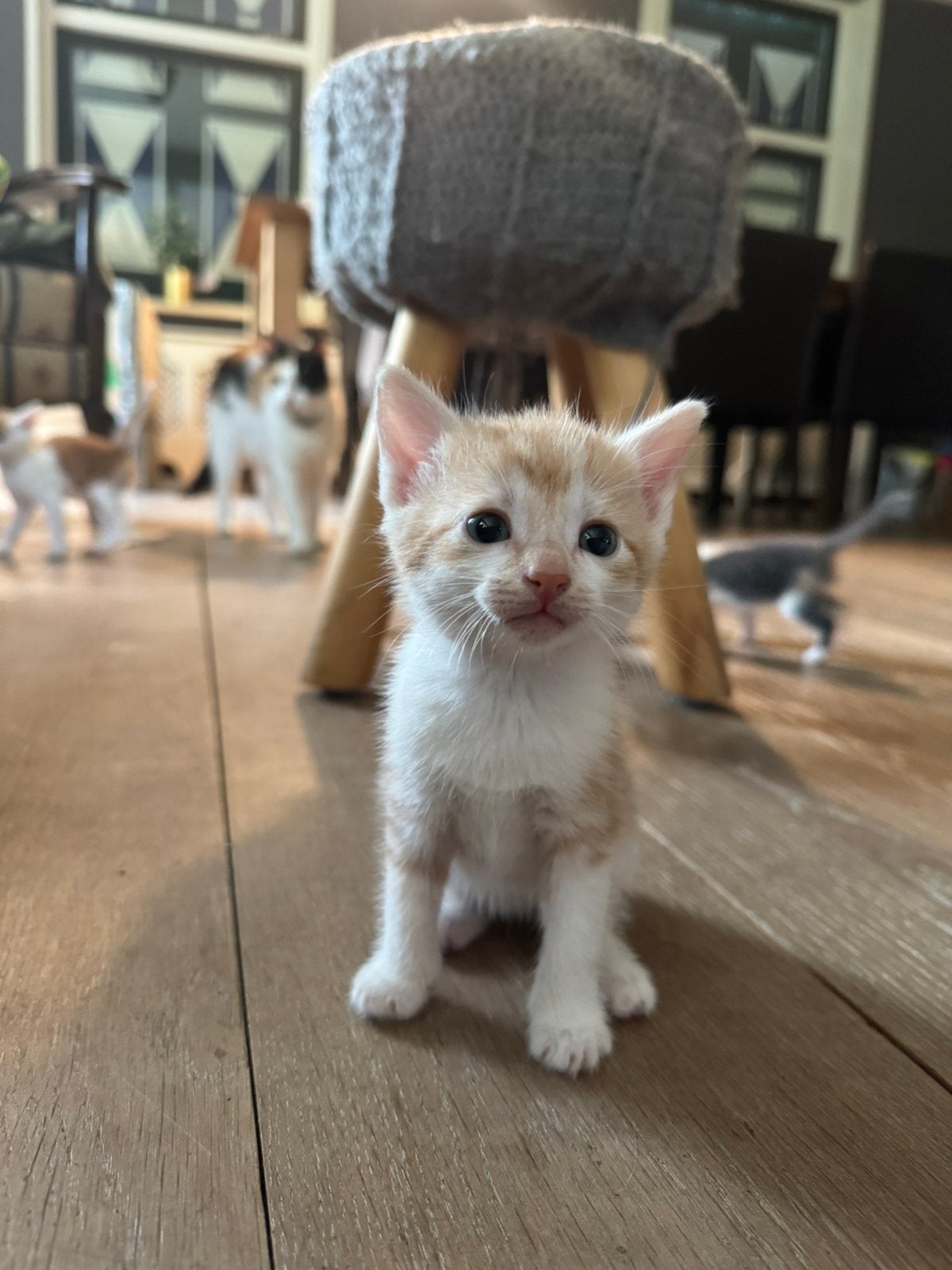 Lieve kittens:), Meerdere dieren