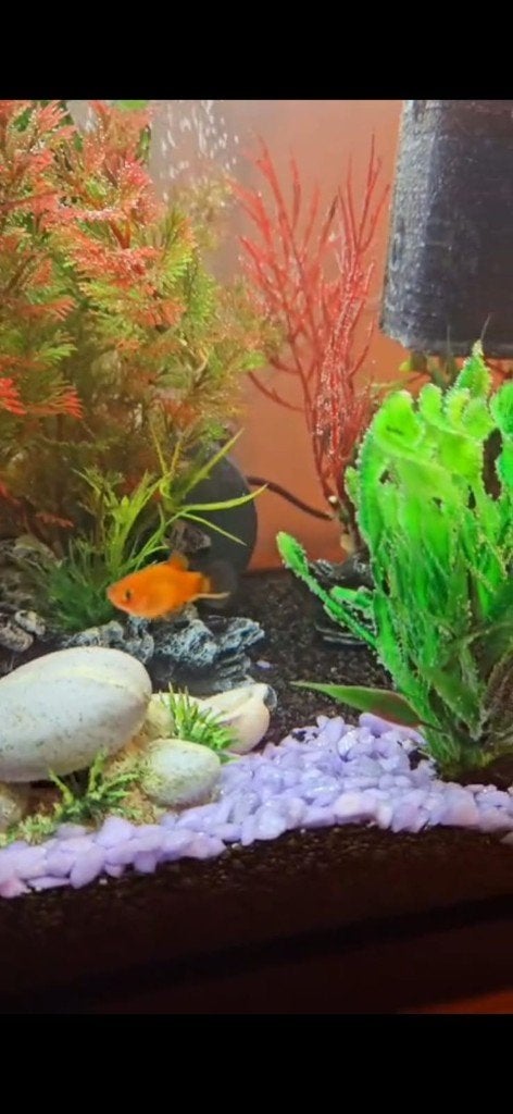 aquarium Superfish Aquarium Start 50, Dieren en Toebehoren, Vissen | Aquaria en Toebehoren, Ophalen, Gebruikt, Inclusief deksel