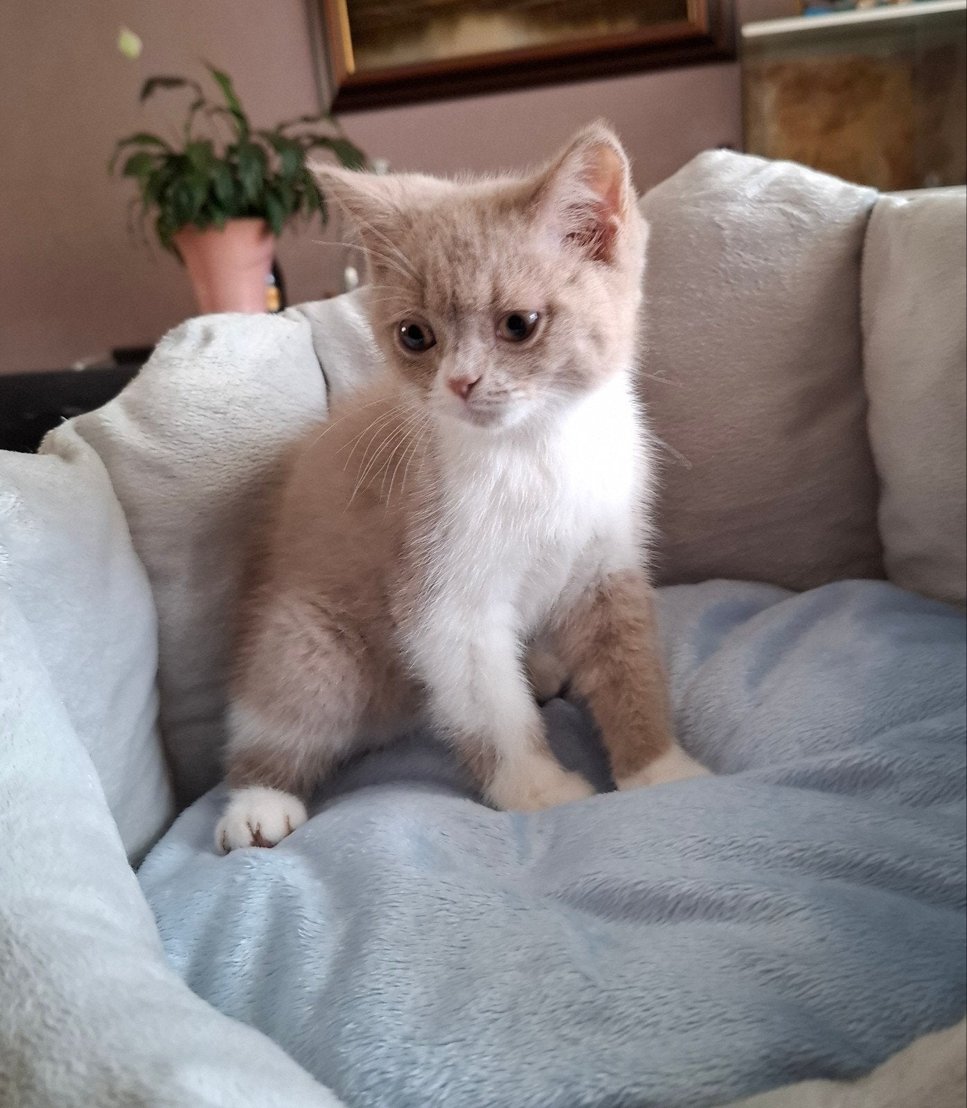 Lieve gezonde Britse korthaar kittens!!, Dieren en Toebehoren, Meerdere dieren, Ontwormd