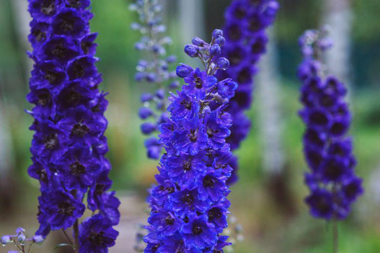 Delphinium 'Black Knight' / Ridderspoor P9 pot, Tuin en Terras, Ophalen of Verzenden, Vaste plant, Overige soorten, Volle zon