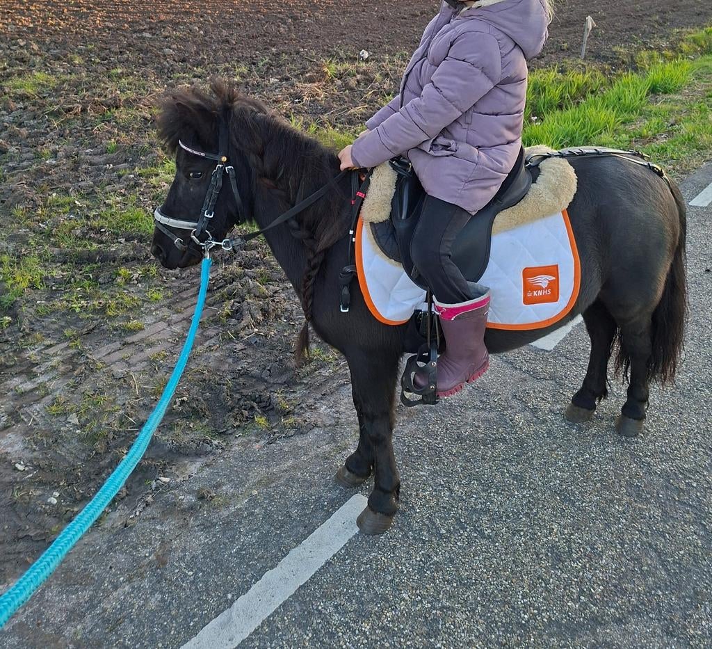 aangeboden shetlander merrie en hackney pony merrie 4jaar, Dieren en Toebehoren, Pony's, Merrie, A pony (tot 1.17m)