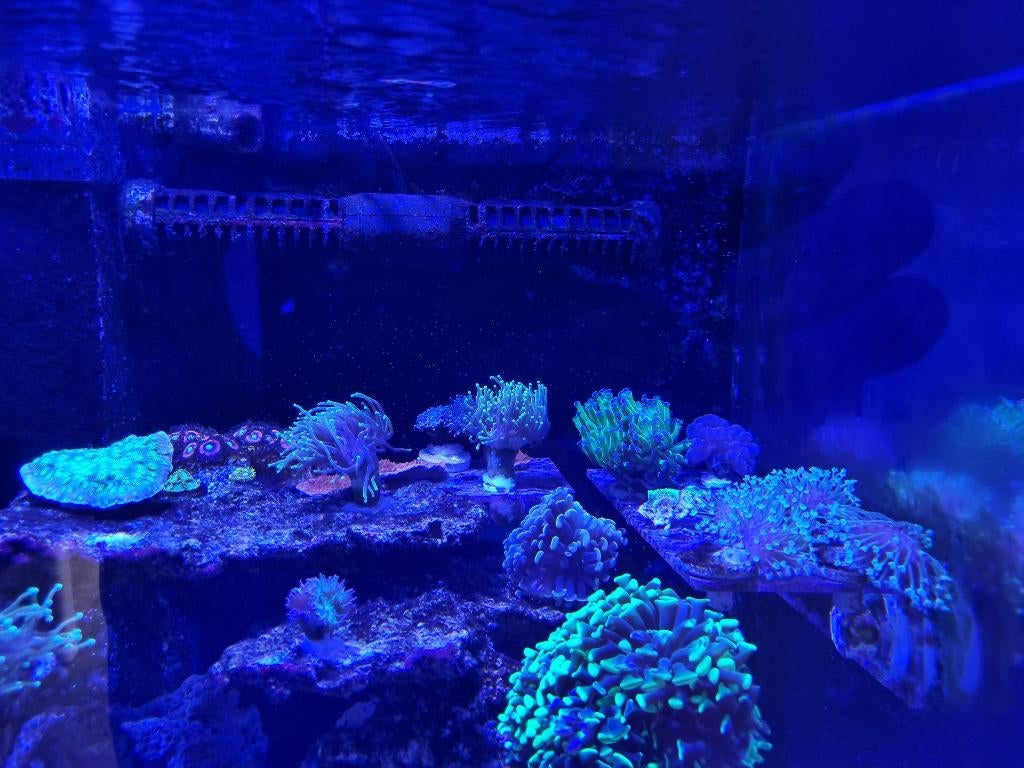 Diverse koralen stekken beschikbaar, Dieren en Toebehoren, Vissen | Aquariumvissen, Overige typen, Zoutwatervis