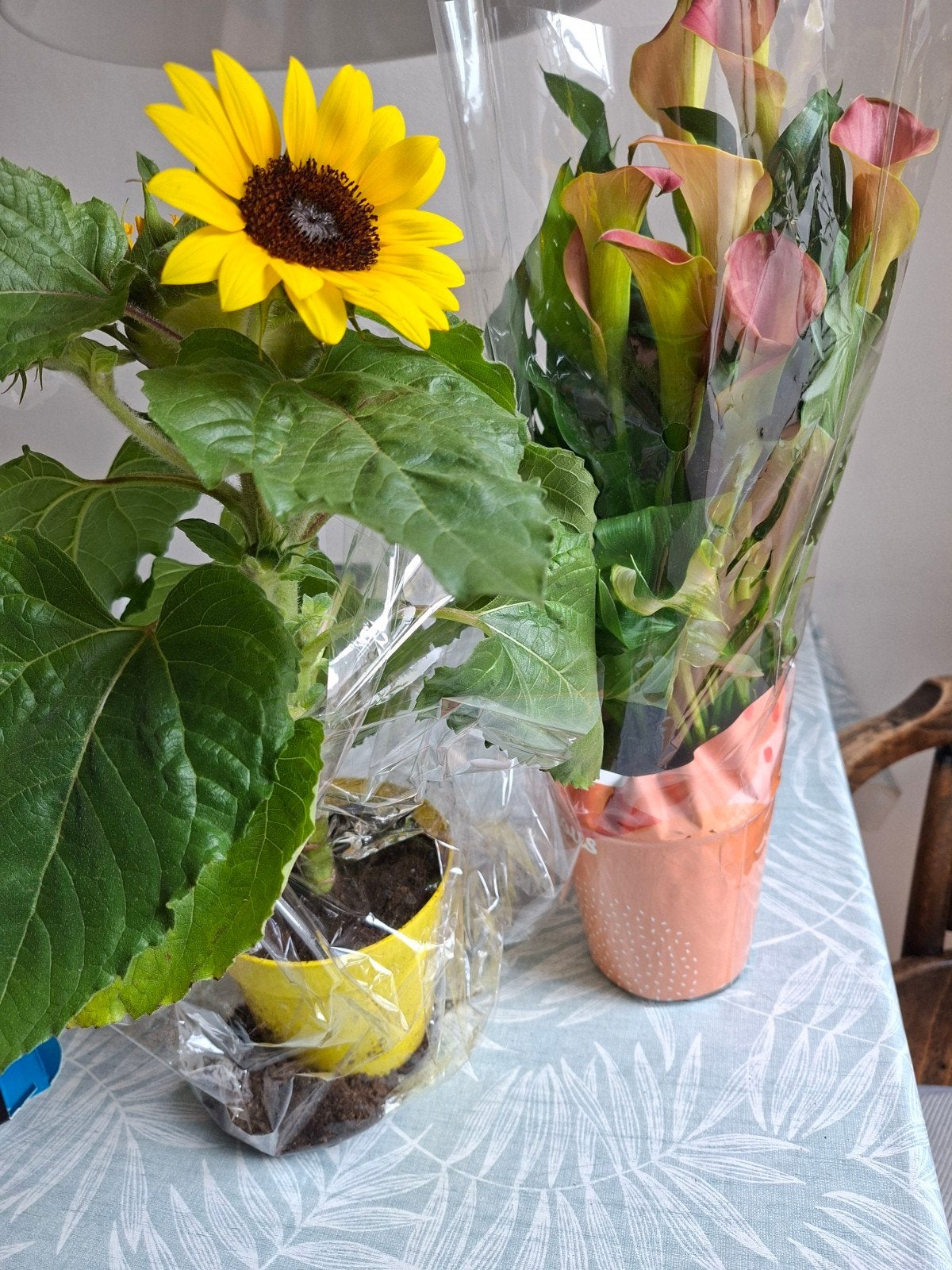 Planten, gratis op te halen in Delft, Ophalen, Overige soorten, Halfschaduw, Minder dan 100 cm