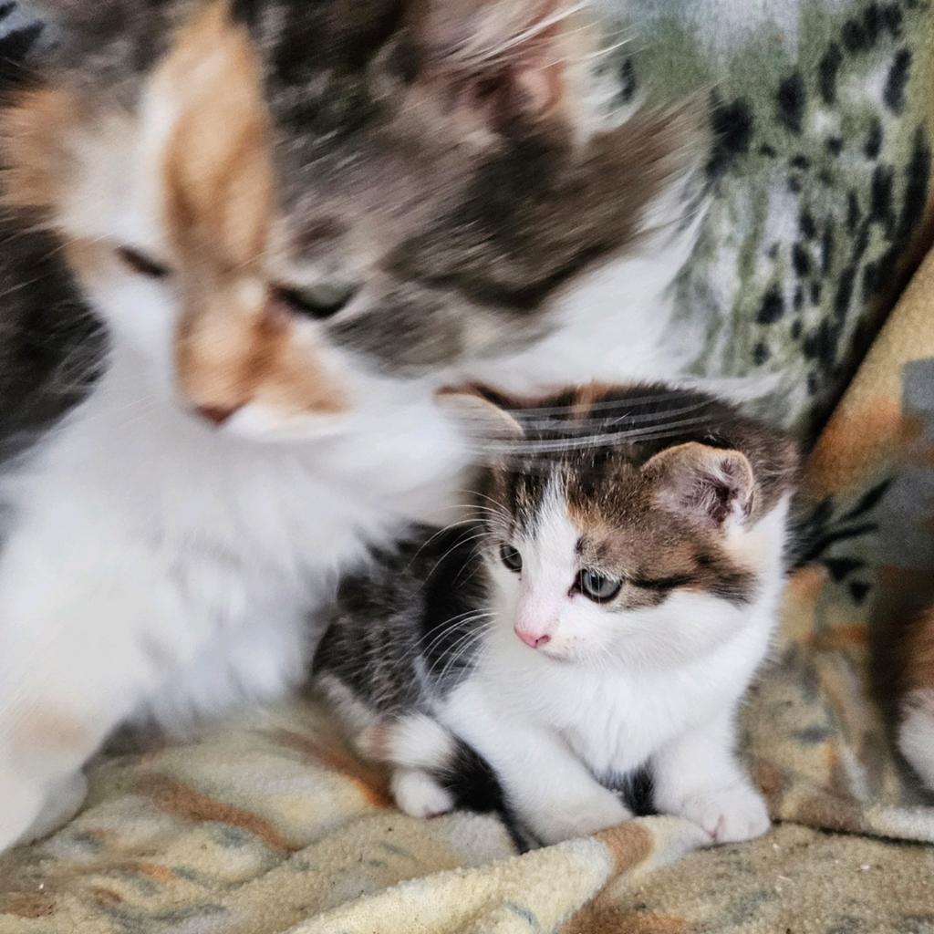 Nog 1 schattig lapjespoesje van Mainecoonpoes, Dieren en Toebehoren, Katten en Kittens | Overige Katten, Poes, Kortharig, 0 tot 2 jaar