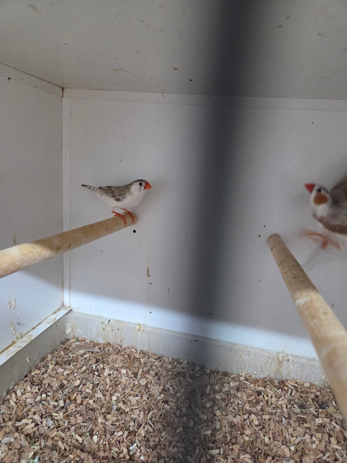 witborst zebravinken, Dieren en Toebehoren, Vogels | Overige Vogels