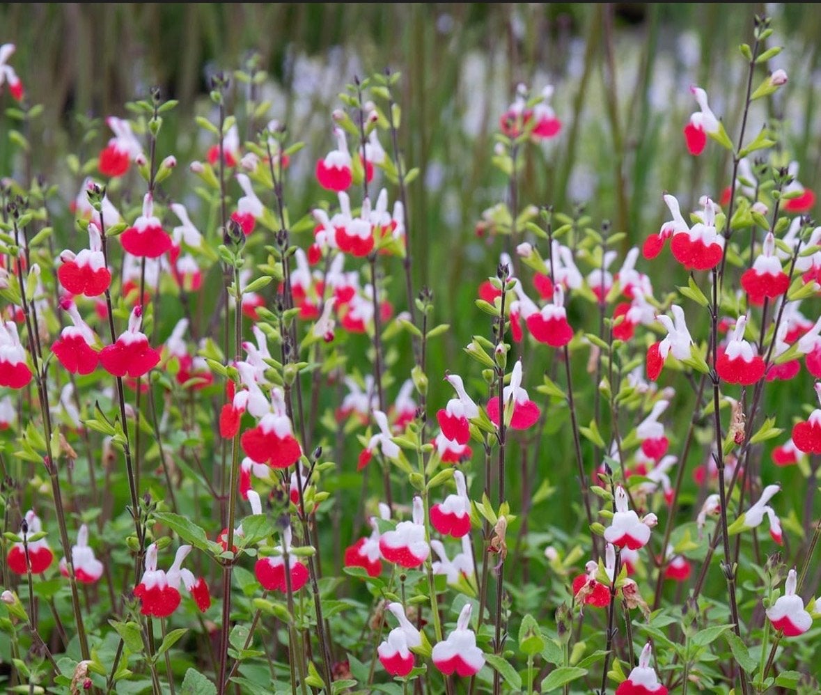 Salvia Hot Lips en diverse soorten P9 - Vaste plant, Overige soorten, Volle zon, Vaste plant, Ophalen of Verzenden