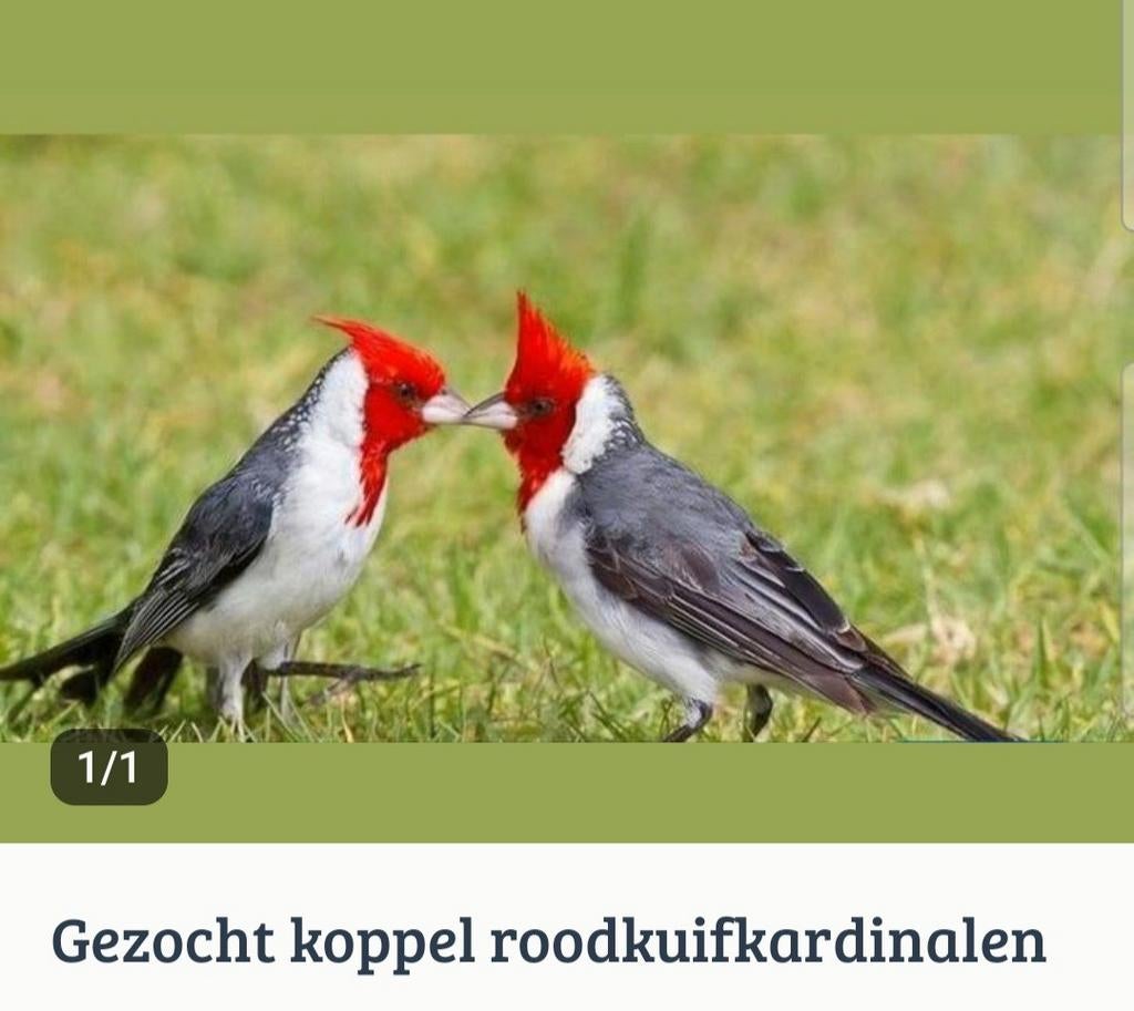 Gezocht koppel rood kuifkardinalen, Dieren en Toebehoren, Meerdere dieren