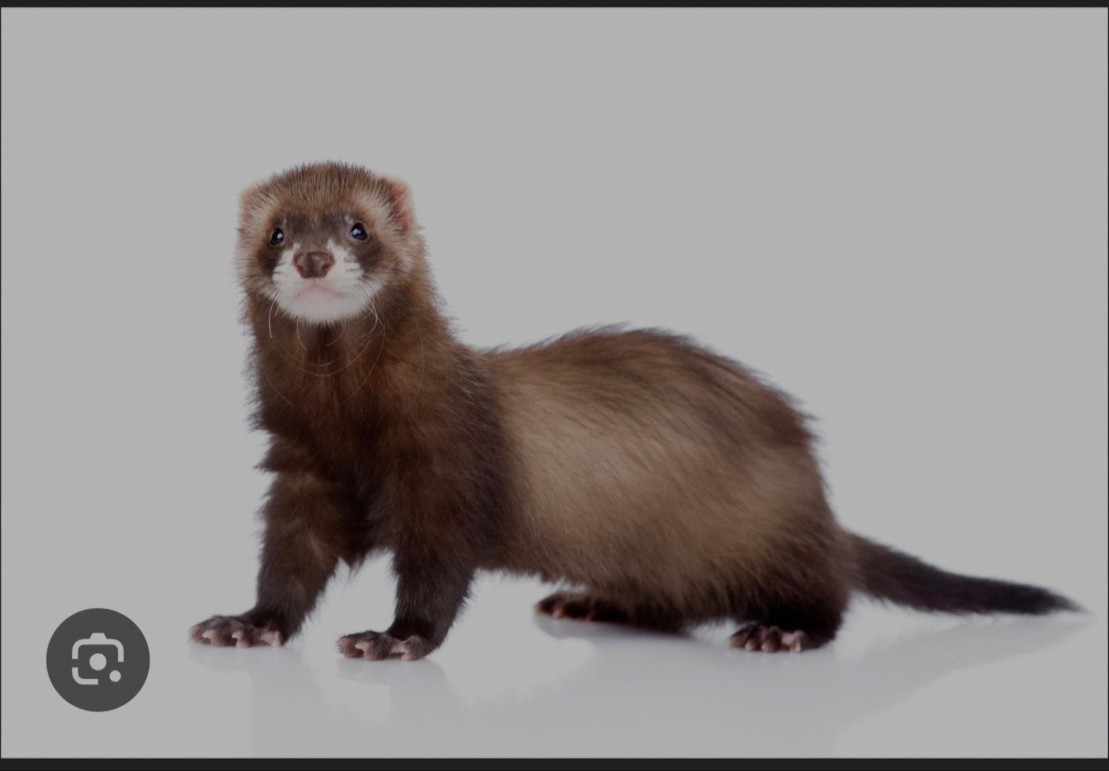 Mannelijke micro fretten gezocht, Dieren en Toebehoren, April, Meerdere dieren