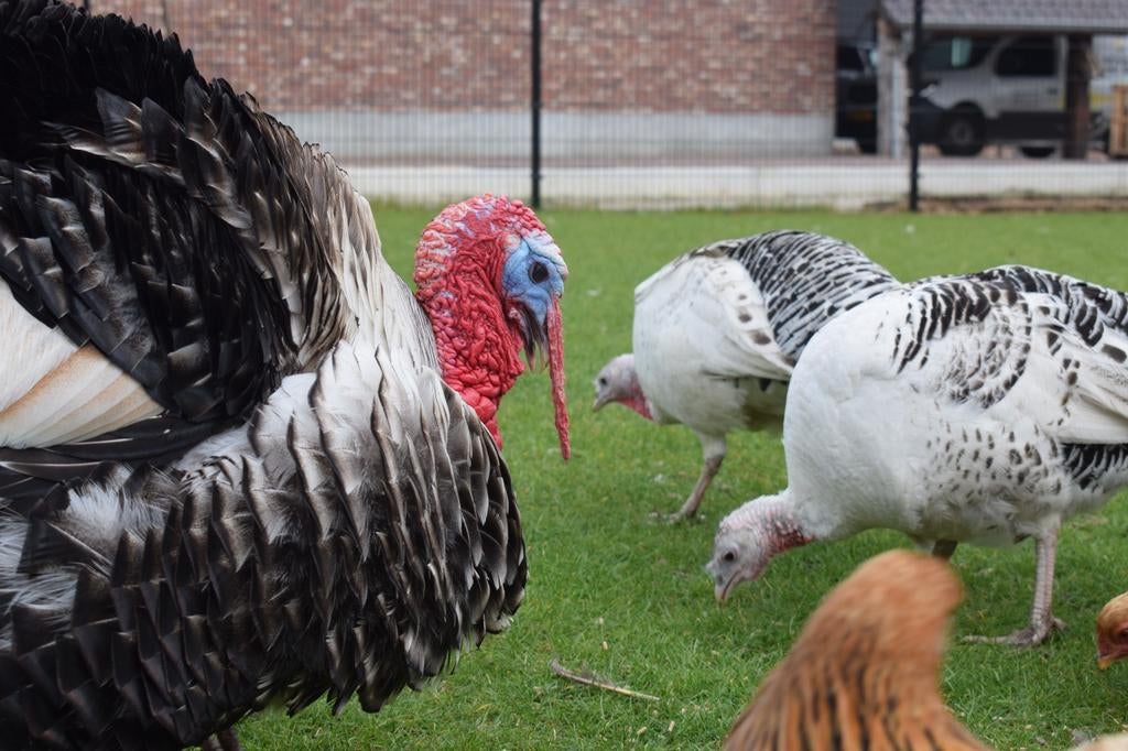 Broedeieren ronquiere kalkoenen, Meerdere dieren, Kip