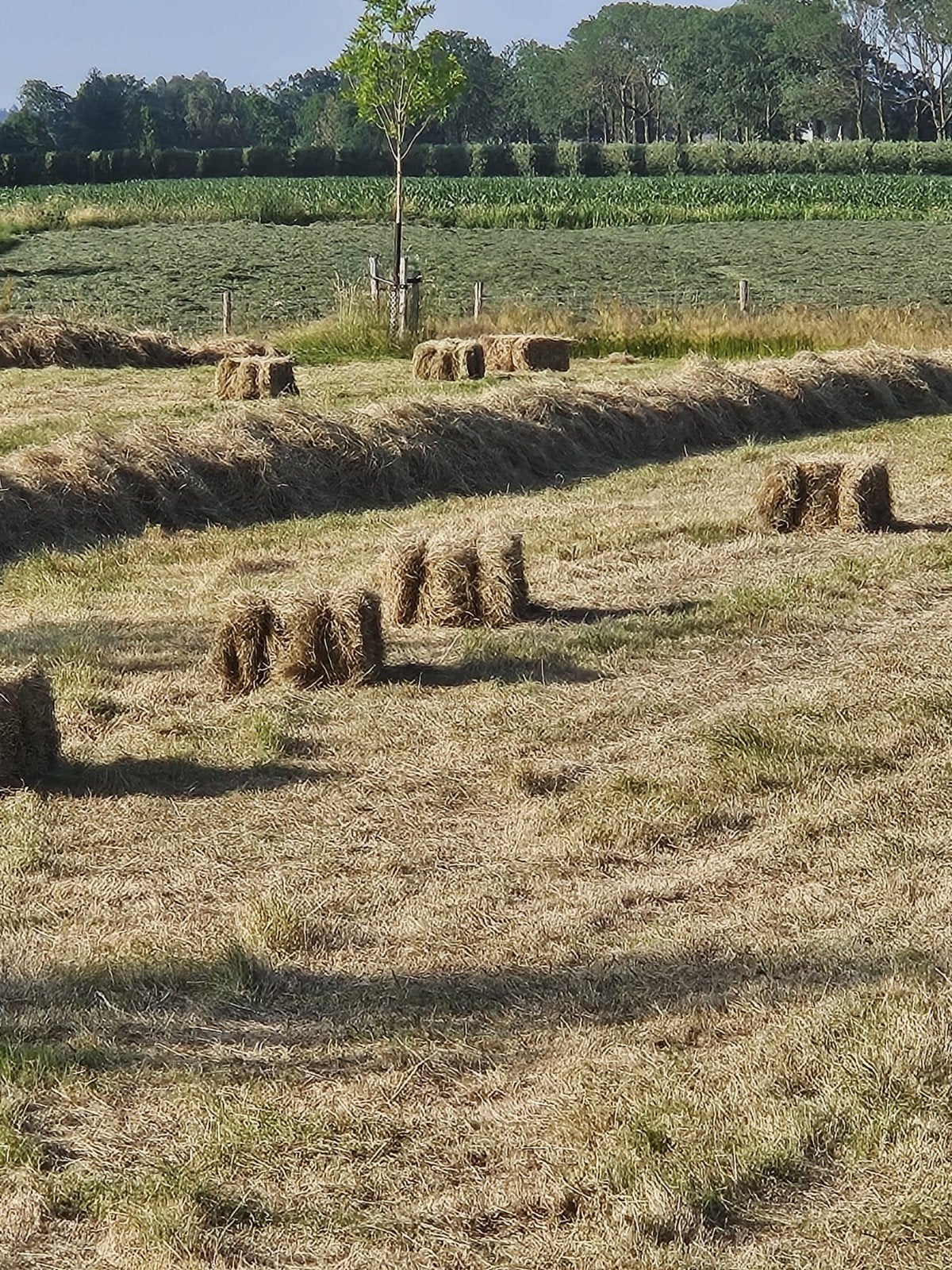 Kleine hooibalen, Dieren en Toebehoren, Dierenvoeding, Ophalen, Vee