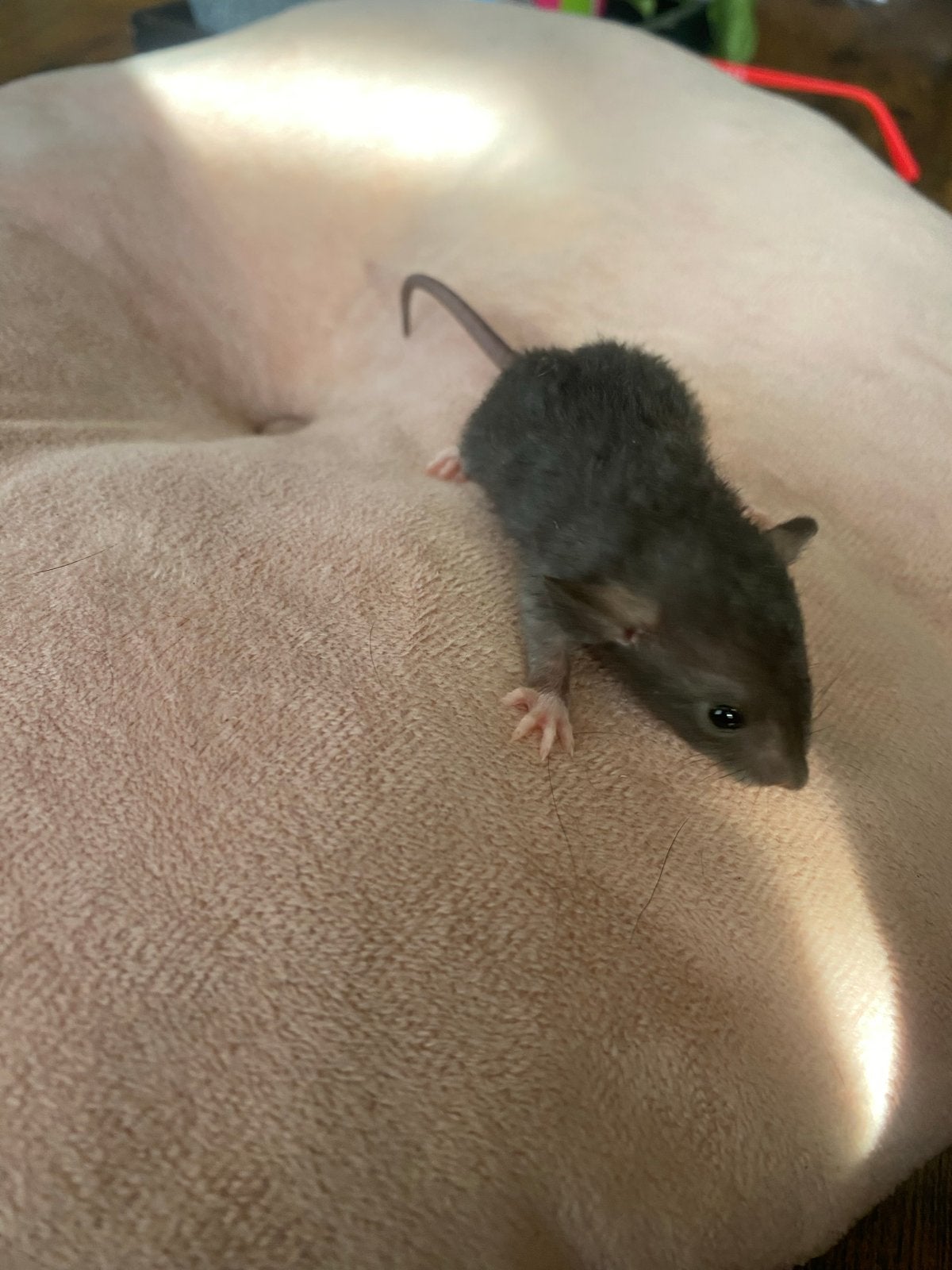 Dwergrat, rittens, dwergrittens, Dieren en Toebehoren, Knaagdieren, Rat, Mei, Meerdere dieren, Tam