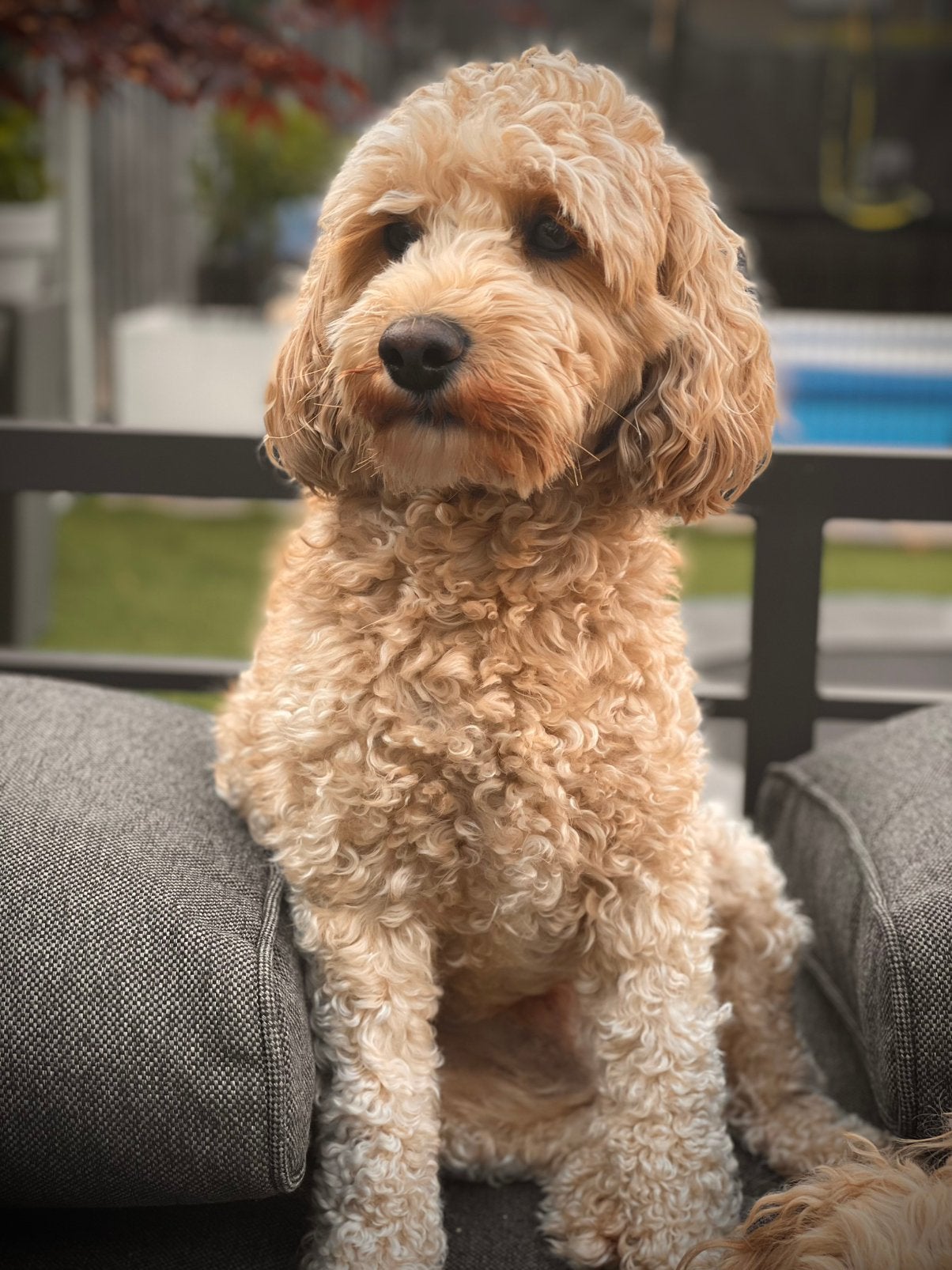 Mini Australian labradoodle Bodhi, Parvo, Reu, Eén hond, 3 tot 5 jaar