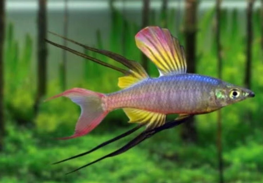 Iriatherina werneri – Werners Regenboogvis, Vis, Zoetwatervis, Schoolvis